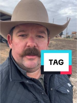 Let’s talk about TAG in feedlot cattle #Feedlot #Cattle #Ranch #Ranching #KeepRanchin 