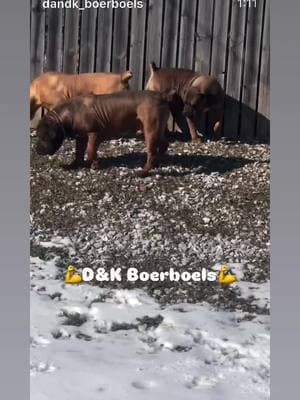 Letting them all enjoy this beautiful day💕💕💕💕💙💙💙💙💪💪💪💪💪🔥🔥🔥🔥🔥🔥⭐️⭐️⭐️⭐️⭐️#dandkboerboels #midamericaboerboels #boerboelpuppies #Boerboels #southafricanboerboelpuppies #southafricanboerboels #boerboelbreeders #boerboelmagazine #boerboelkennels #nfl #NBA #MLB #NHL #atl #newyork #cali #texas #hiphop #hiphopculture #country #countrymusic #blackcountry #mississippi #florida #Nevada #boston #utah #northcarolina #southcarolina #canada🇨🇦🇮🇸 