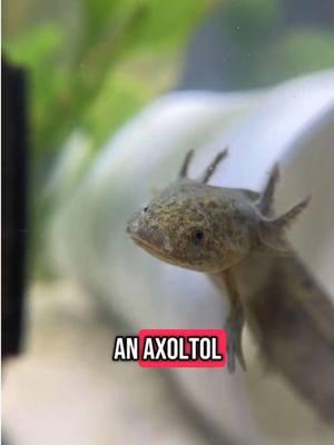 This was so cute 🥹 #axoltol #fyp #cute #fish  #axoltolsoftiktok   