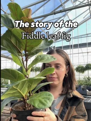 Up next: What do I do with her now that she’s home.  It’s not just a plant… plants tell a story and this is my story with fiddle leaf figs.  I’m ready to rewrite the narrative with a FLF and start fresh. Fingers crossed that we have better success this time around and I’ll share her growth along the way.  #fiddleleaffig #plantperson 