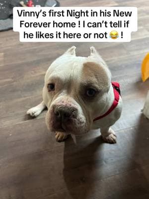 #motorcityinduction #Vinny #fyp  #foryoupage  #tiktok  #foryou  #viralvideo  #trending # pitbull #pitties  #pitbullsoftiktok #pocketbully #newbestfriend #snorechallenge 