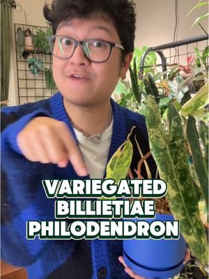 I FINALLY GOT IT! 🪴 The coveted Variegated Billietiae! Care is not too complicated, treat like any other philodendron- they like the drier side. Currently in moss, but will move to soil soon once the new leaf is done unfurling. I am obsessed with this plant!!! 🪴 from @Dandi Plants  Rare Tropical plants are available on their website and on @thepalmstreetapp ! Check out my page for more plant content and info! Comment down below if you have one!  #plants #houseplants #tropicalplants #plantcollection #variegatedplants #aroid #planttips #PlantTok #plantcommunity #palmstreet 