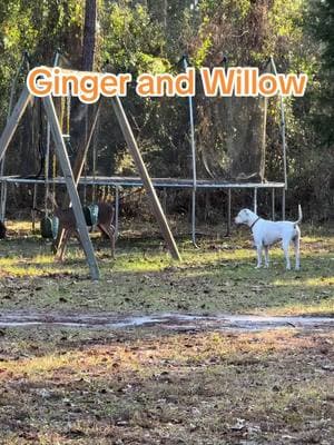 Willow is out of the goat pen and Ginger is so excited to have a new friend. #doganddeer #deer #willowthedeer #pitbull #farmdog #BestFriends #youvegotafriendinme #farmlife #rescuedeer 