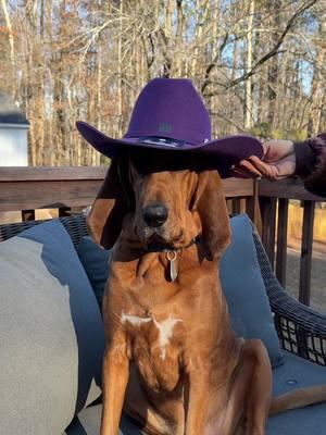 RESTOCK on Cattleman Felt Cowboy Hats by American Hat Maker! 🤠 #crossrailtack #westernwear #southernfashion #cattlemancowboyhat #cowboyhats 