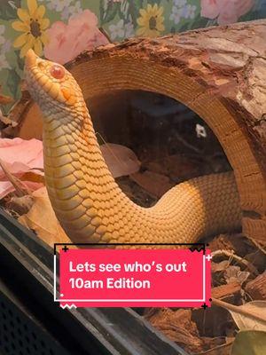 Replying to @Shell Mae Davis Here is a little switch up! You get to see a few different snakes & Poppy the tortoise too! #letsseewhosout #fyp #reptiles #minnesota #reptilecare #animals #pets #propercare #snek #snakes #snake #hognose #sota #cornsnake #tortoise #cutepets 