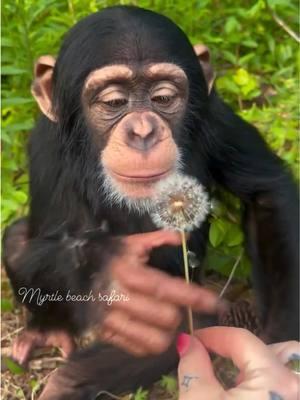 Vanara tries a dandelion🐒🩷☮️ • •All parts of a dandelion plant are edible, from the top of the yellow flower down to the roots. The green leaves of the dandelion can make a healthy addition to salads, sandwiches, and more  • • • #Chimps #chimpanzee #chimps #apes #cuteanimals #animalsaddict #animals #explorepage #animals #animallover #monkey #monkeys #monkeyseemonkeydo #monkeylove #onelove #family #myfamily #riolilly #vanara #rioandvanara #dandelion