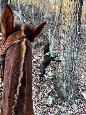 Young squirrel dog and nice mule named RED. #mule #beargrease