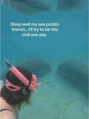 two sea potatoes taking the ultimate power nap. Nature is pure magic! #ManateeMood #SnorkelingAdventures #crystalriver #huntersprings #floridasprings #underwaterworld #explorenature #bucketlistadventures #floridasprings 