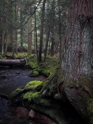 “Your memory feels like home to me. So whenever my mind wanders, it always finds its way back to you.”  #nature #aesthetic #spring #naturevibes #green #wanderlust #aestheticvideos #mood #natureathome #magic 