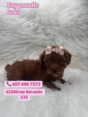 #CapCut #puppytiktok #viral #microgoldendoodle #toypoodle #dogsoftiktok #petparadiseboutique #puppy #poodle #perritos 