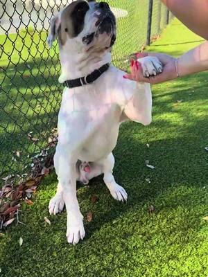 Benny's life was saved because of YOU. 💙 This sweet 3-year-old Bulldog/Boxer Mix came to us from Miami, suffering from a toy stuck in his stomach and a twisted belly. Without urgent surgery, Benny’s chances were slim. But thanks to our Miracle Fund, Benny received the life-saving surgery he desperately needed. Now, he’s a happy, playful dog who loves running, showing off his tricks, and cuddling with staff. Benny’s story is a reminder that second chances are possible—because of YOUR generosity. No dog should be given up on too soon, and with your help, we can continue to save lives like Benny’s. Even a small donation makes a huge difference. Help us give more dogs a chance to live. Donate now at www.bdrr.org/miracle-fund. ❤️ 💙Donate: www.BDRR.org/miracle-fund 🐶Lifesaving Member: www.BDRR.org/lifesaver 🐾 Adopt: www.BDRR.org/adopt 💲Venmo: @bigdogranchrescue 💰CashApp: @bigdogranchrescue 💵Zelle: finance@bdrr.org #bdrr #bigdogranchrescue #dogrescue #rescuedog #AdoptDontShop #adoptadog #foreverhome #MiracleDog #DogRescue #LifeSavingCare #SupportRescue #MiracleFund #DogRecovery #DogsOfInstagram #RescueDogsRock #BddrMiracleFund #HelpDogs #EveryDogDeservesAChance #MiracleInTheMaking