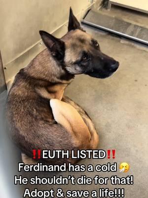 **ON EUTH LIST: CAN BE KILLED AT ANY TIME** FERDINAND - ID #A813520 (available 1/11/25) **CAME IN W/ GRIZZLY A813521 (euthanized on 1/14/25)** **MEDICAL WAIVER REQUIRED (coughing)** Located: Devore Shelter Description: I am a brown and black, unaltered male, who looks like a Shepherd. Age: I am estimated to be 3 years old. More Info: I am in kennel D 28. I have been at the shelter since Jan 06, 2025. I was found near Sterling X Del Rosa in Highland. Shelter information Location: San Bernardino County - Devore Shelter Phone Number: (909) 386-9820 Address: 19777 Shelter Way Devore, CA 92407 Rescue coordinator email:  SBAC.rescue@dph.sbcounty.gov #rescuingsaveslives #fosteringsaveslives  #devoreshelter #devoreanimalshelter #devoreshelterdogs #spayandneuter  #microchipyourpets #fyp #foryourpage #foryoupage #help #rescue #la #sandiego #sanbernardino #cali #california #urgent #euthlisted #euthlisteddogs 