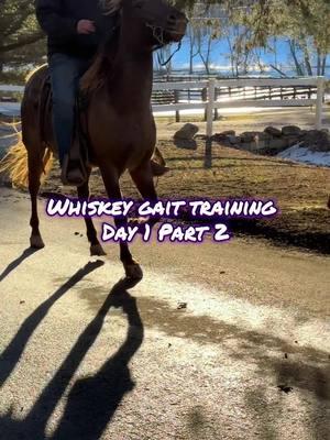 Whiskey gait training day 1 Part 2 ##fyp##gait##horse##horses##horsetraining##ewhtrailhorses