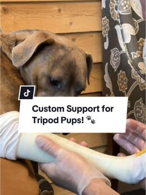 Ever wondered how we make custom braces for tripod dogs? 🐶✨ Watch as we take a precise cast of Mars’ front leg to create a perfect-fit Carpal Cranial Support Brace! This will give her the extra support she needs to move with confidence. Stay tuned for the final transformation! 💙 #TripodDog #CustomBrace #BionicPets #PetMobility #DogProsthetics #BionicPets #custom #dog #fyp #puppy 