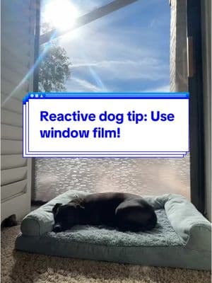 #reactivedog #reactivedogtraining #dogreactivity #positivedogtraining #dogsoftiktok #dogtok #DogTraining 