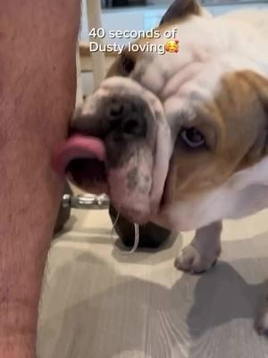 Here's some Dusty loving for ya ❤️ Credit: @Dusty Bun  . . . . . . . . . . #englishbulldoglovers #englishbulldogs #bulldog #englishbulldogsoftiktok❤️👑 #englishbulldogpuppy #englishbulldoglove #englishbulldoglove #englishbulldogpuppies #englishbulldogpuppie #englishoftiktok #englishbulldoglover #englishbulldogloves #englishbulldogsoftiktok 