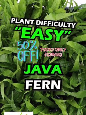 🚨50% OFF 🚨TODAY ONLY (1/29/25) Java Fern Regular! Grab this awesome plant while we have it discounted! Shop Now! TANK ON! #aquarium #aquariums #aquascape #aquascaping #aquariumplants #scape #fishtank #freshwateraquarium #plants #plantlife #planted #plantedtank #plantedaquarium #aquascape #aquaticplants