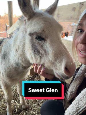 Yes Glen is still here… #minidonkeys #rhinestonedonkey #glen #minidonkeysoftiktok #farmlife 