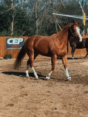 They’re all feeling froggy this morning! 💃🏻🌞 send help 🫣🤣 #PoweredByCEP #Dayinthelife #InsideCEP #cepequinenutrition #CEPEquine #feelinggood #dogood #lookinggood #horsesoftiktok #walker #onthewalker #feelinfroggy 