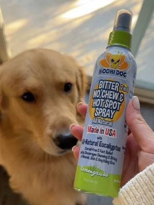 El producto lo pueden conseguir en el enlace que aparece en el carrito naranja en el video ✨10/10 👌🏻 #dogsoftiktok #goldenretrieverlife #alergiasenlapiel #dogallergies #goldenretrieversoftiktok #fy #fyp #allergies #hotspot @The Bodhi Dog 