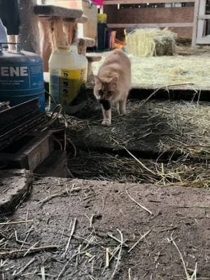 They are so happy with the 40° weather today!! Even with the 40 mile and hour winds  #fyp #foryoupage #catsoftiktok #cattok #cats #feralcat #feralcatsoftiktok #barncats #barncatsoftiktok #spayandneuter #tnr #catcolony #rescuecat #catmom #kittycat #kittens #kittensoftiktok 