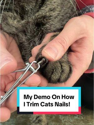 Here’s my demo on how I trim cats nails! Not all cats are as easy to trim as others. Sometimes, it’s just beyond our capabilities. In that case, we take the cat to the vet for their nail trim where, if needed, they can get sedated. Trimming your cats nails is important to ensure they don’t overgrow and become ingrown, growing back into the paw. It also protects us, our other pets, and our children from getting scratched, without hurting our cat! #nailtrim #catsnails #catclaws #clawtrimming #cats #catsoftiktok #catowner #catrescue #claws #clawclip #clippingclaws #petangel #fyp 