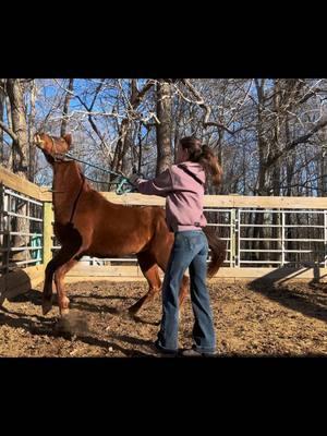 This is Reba, a semi handled 3 year old filly. We have done very few and short sessions on catching, haltering and basic handling over the past week and a half due to us both being sick 😷 Today was the first day catching her without the halter on, it took a bit but nothing we can’t improve on. She’s a little skittish and seems to have a bad habit of pushing you out of her space with her head (that’s why you see me bumping her away from me). Just the end of the rope halter swinging over her neck she’s improved greatly on, she’s got a lot of potential and I can’t wait to see her progress with more consistent sessions! #traininghorses #haltering #sorrel #filly #horsetrainer #catchinghorses #kbhorsejourney #foryoupage #fyp