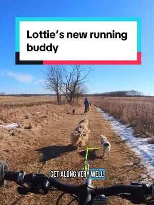 These two are a cute pair and did surprisingly well bikejoring together! My dogs are pretty limited in who they can partner with for these sports, because there just aren’t that many dogs of a similar size and most larger dogs are too fast or intense to be fun for Lottie. @Heather the loud duo & @Best Paw Forward Dog Training thanks for braving the lead! #bikejoring #dogpoweredsports #biking #dogsport #activedog #beardedcollie #jackrussell #dogfriends #sportdog 