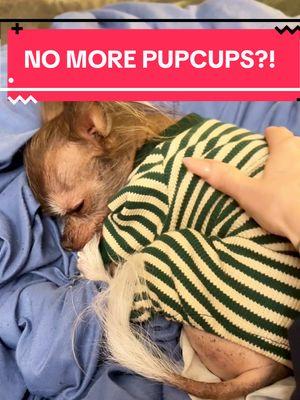 Are pup cups really on the chopping block?! Cricket refuses to believe it. 🐶💔 can someone confirm or deny? Someone better start a petition because this chihuahua runs on whipped cream! #JusticeForPupCups #CricketProtests #pupcups #pupcup #puppachino #dogsofstarbucks #dogtok #chihuahuas #dogs #hairlesschihuahua 