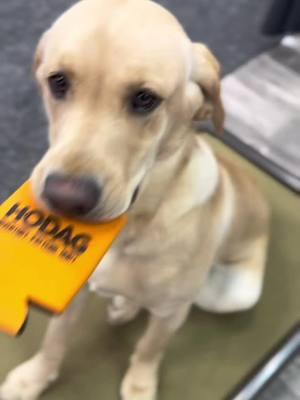 Big Bo killed it at his first tradeshow for our sister brand @Hodag Outdoors  at the ATA show a few weeks ago! Place training is such a versatile tool! 🦮🙌🏻 • • • #DogTraining #dogtrainer #dogs #dogsoftiktok #traineddogs #yellowlab #huntingdogs #dogsthathunt #dogsupplements 