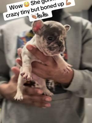 Wow 🤩. She is gonna be crazy 🤯🤯😤… she’s a lil BULL 🐂 #A#APKa#alphaplugkennels🔌f#frenchief#frenchbulldogf#frenchiesoftiktokf#frenchiesf#frenchbulldogpuppyf#frenchbulldogsoftiktokf#fypf#fypシf#fypagef#foryouf#foryoupageofficiallforyoupage 