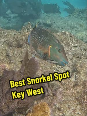 🌊 Snorkeling in Key West: A Bucket List Adventure! 🐠 Ever wondered what it’s like to swim alongside colorful parrotfish, majestic sea turtles, and even friendly nurse sharks? 🦈✨ Snorkeling in Key West is an unreal experience—crystal-clear waters, vibrant coral reefs, and hidden wrecks just waiting to be explored! 🤿🐙 🌊💙 Who’s adding this to their bucket list? 🚀 Drop a fish if you’d love to snorkel here! #OceanVibes #SnorkelLife #BucketListAdventures #FloridaKeys #KeyWestLife #UnderwaterWorld #ExploreMore #TravelTok #SeaTurtleLove #ReefExploration #floridahiddengem 