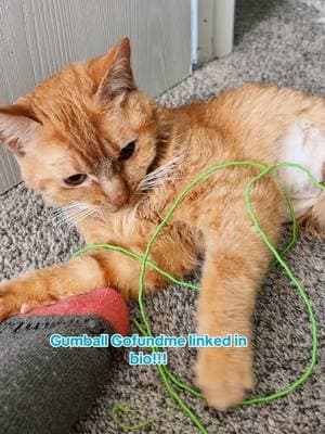 #cat #surgery #gofundme #sickcat #livershunt #livershuntawareness #vet Gumball is being very brave 