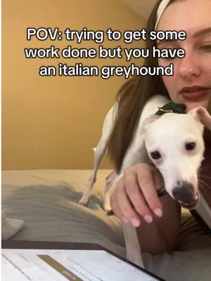 he’s a big fan of the pen 🤣 and my hand, and my hair… #italiangreyhound #iggiesoftiktok #puppy 