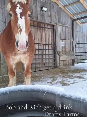 The BIGs - Bob and Rich grab a drink  #focusonthegood #farmlife #loveourherd #blessed #ourheaven #barnlife #mainelife #draftyfarms #belgiandrafthorse #BestFriends #BIGs 