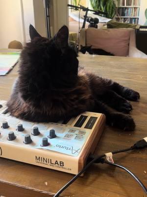 Relaxing song #catwave #catsynth #catsoftiktok #midi 