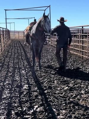 Hombre sells as lot 39 at the Art of the Cowgirl sale March 1st in Wickenburg, Arizona.  #horses #cowboy #artofthecowgirl 