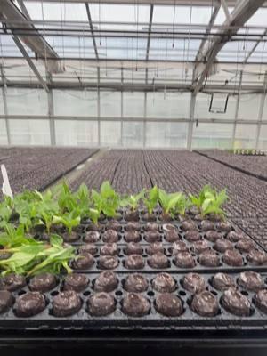 a little insight to my work day as a greenhouse technician  #greenhouse #greenhousetech #propogation #flowers #flora #horticulture #gardencenter #timelapse #newguinea 