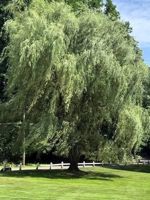 My favorite tree 🌲  #weepingwillow #nature #fypシ #tree #trees 