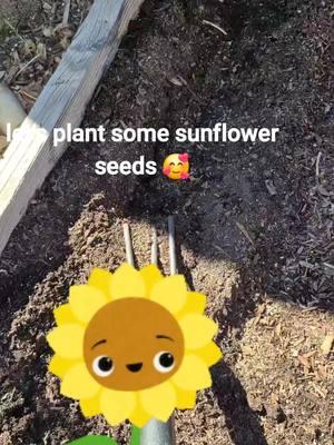 planting sunflowers seeds and playing in the dirt to reconnect to myself #fypage #fypシ #fyp #sunflowerhavenupcycling #sunflowers #sunflower #sunflowerlover #parati #foryoupage #explore #california #socal #highdesert 