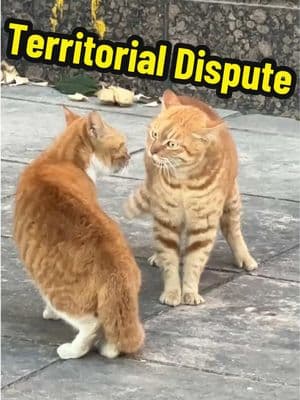 Breaking News: Two spicy Cheetos caught in a territorial dispute! 🔥🐱⚡️ #OrangeCat #CatsOfTikTok #catdrama #felinefriends #foryoupage 