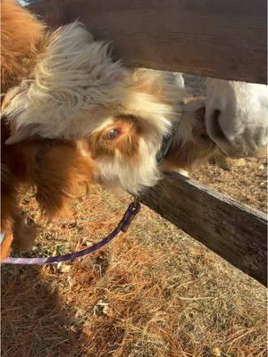 Bruno and Annabella on there afternoon stroll through the farm! Ernie and cowboy came over to say hi 💕 #NJ #highlandcows #highlandcowsoftiktok   #newjersey 