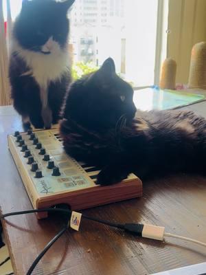 Licking song #1 #catwave #catsynth #catsoftiktok #midi #musician 