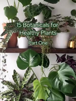 Plants your plants love 💚 Part 1 #sacredelements #plantsoftiktok #soilhealth #plantcare 