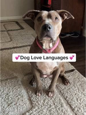 Just like humans, dogs have their own love languages too! 🐾💖  #doglovelanguage #doglanguage #doglove #dogbehavior #puppylove #fyp 