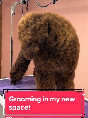 Long hair requires more grooming! Many people think the opposite, but for dogs more hair is more grooming! ##StandardPoodle##Poodle##StandardPoodlesOfArizona##PoodlesOfArizona##BrownPoodle##ChocolateChip##Chocolate##Doodle##StandardPoodleGroomer##PoodleGroomer##DoodleGroomer##DoodlesOfArizona##DoodleGroomerArizona##PoodleGroomerArizona##StandardPoodleGroomerArizona##StandardPoodlePhoenix##StandardPoodleGroomerPhoenix#DoodlePhoenix##SurpriseArizona##WhitmanArizona##WickenburgArizona##LongHair##Bear##LongPoodleHair##Scandinavian##PoodleHairstyles##DIY##Brushes##ChrisChristensen##Combs##PetGroomingSupplies##GroomingSupplies##RyansPetSupplies##andis