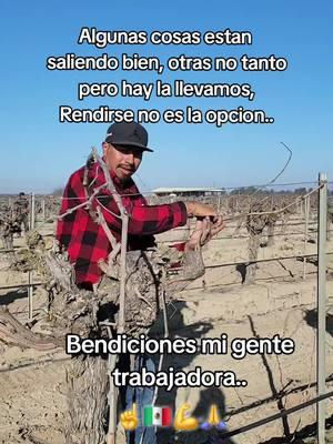 Amarre de guia de uva 🍇🍇💪..#animopaisanos💪🇲🇽 #animoraza #paratiiiiiiiiiiiiiiiiiiiiiiiiiiiiiii #bendiciones #CONTRATO #campesino #california #dioslosbendiga🌹💖🙏 