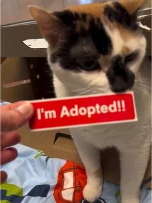 Adoption success after more than 100 days!! 🙌❤️ Go Mia 😊   After waiting and watching her friends find their families, Mia’s big moment finally arrived! She found the perfect home and even got to travel all the way to New Jersey to start her new life. She was so excited that she jumped right into the adoption box, ready for her greatest adventure yet! 🐾✨   Wishing Mia and her new family endless love and happiness! ❤️🏡   Mia’s adoption was made possible thanks to Sam Bennett of the Florida Panthers and his Benny’s Buddies program ❤️ Every time Sam scores a goal, @bennysbuddies9 will pay the adoption fee for a select pet at our shelter ❤️   We still have many wonderful pets looking for forever homes 🥺 Please check our website to see who is still available.   If you can’t adopt, please share our posts and consider donating to our shelter through the link in our bio 🙏   Your generous donations allow us to take in homeless pets like Mia, and keep them safe until they find their forever homes ❤️   If you would like to offer one of our pets a home, please fill out a pre-adoption application at www.humanebroward.com and come on in today. The Humane Society of Broward County is located at 2070 Griffin Road, Fort Lauderdale, FL and opens daily at 11 a.m. If you have any questions call 954-989-3977 ext. 6 ❤️   #cat #catrescue #adopted #catsofinstagram #catstagram #instacat #catreels #animalshelter #animalrescue #dogshelter #fortlauderdale #florida #instadaily #gotchaday #panthers #happycats #sheltercat #catlover #catlife #chonkycat #goal #bigcat #catlove #catlife #cats #Home #floridapanthers #adopted #adoptionsuccess #ForeverHome #HappyTails