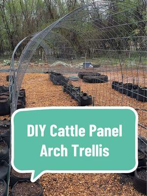 Winter is the perfect time to tackle garden projects like this one! ❄️🌱 In this video, we’re showing just how easy it is to build a cattle panel arch trellis—one of our favorite DIY structures for the garden! We’ve used these for beans, tomatoes, luffa, mini watermelon—you name it! Not only do they save space and keep plants off the ground, but they also create the most beautiful, productive tunnels of greenery! Love them!!!🌿✨ Thinking about adding one to your garden? Now’s the time! Let us know what you’d grow on your trellis! 👇  #GardenProjects #DIYGarden #TrellisGardening #VerticalGardening #GrowYourOwn #GardenInspiration #GrowYourOwnFood #UrbanGardening #OrganicGardening #GardenDesign #SustainableLiving #PlantLovers #diygardening #seedtospoon #fromseedtospoon #cattlepaneltrellis #gardentrellis 