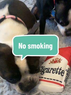 Trying to quit #bessietheboston #eddietheboston #winnietheboston #dogsoftiktok 